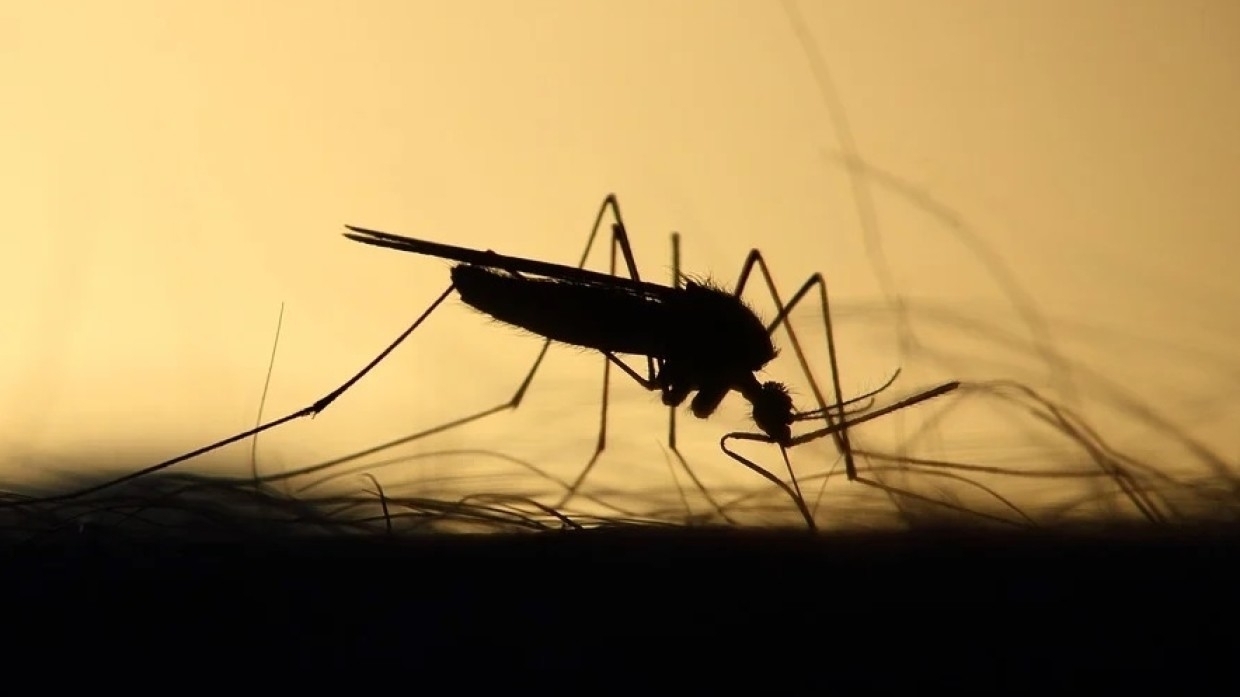 Разработана имитирующая человеческое дыхание ловушка для комаров