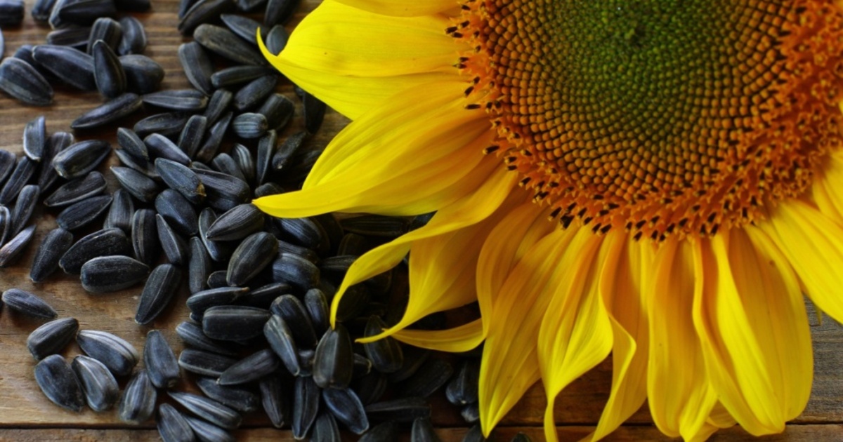 dab6f869c7c6ffbfa4837a7a200f2841c4e7d371