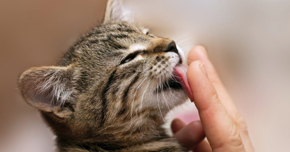 a5a46f0a785bde693d92afe17ade9affc1b0246e