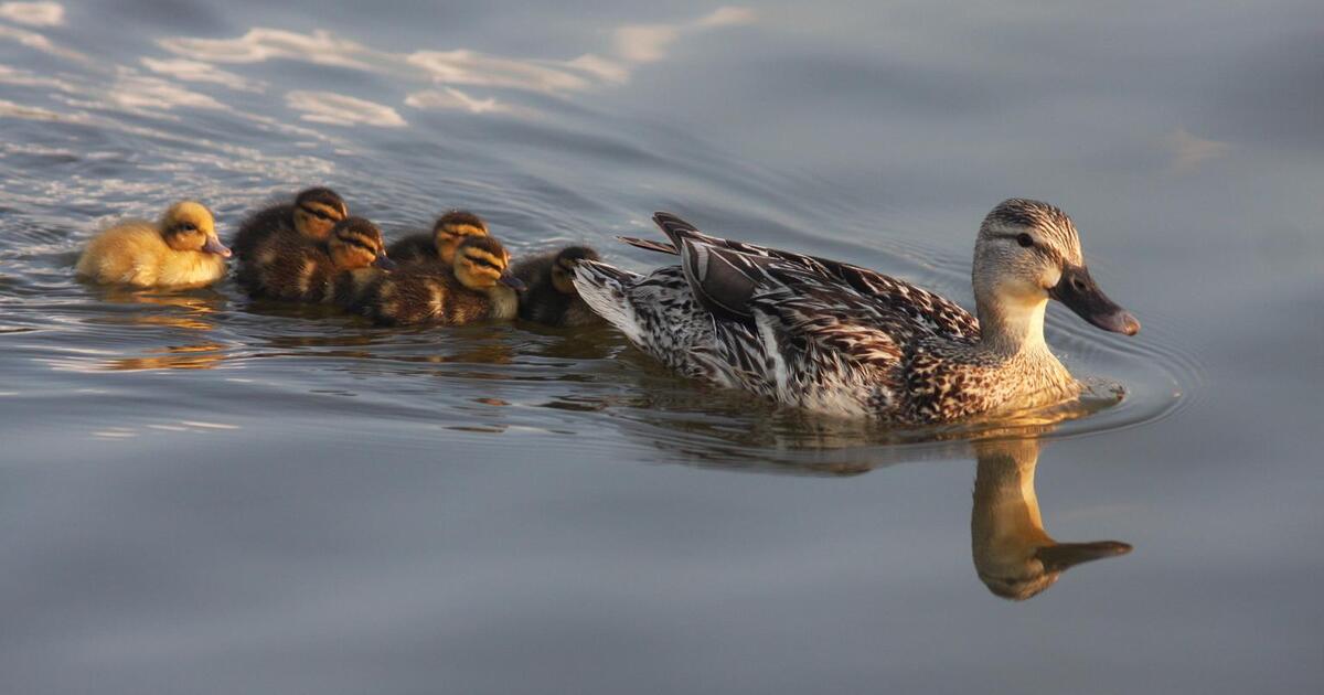 0e9c0e1cbd8b0e3bc263dd5d43695cf4f5aa79ee