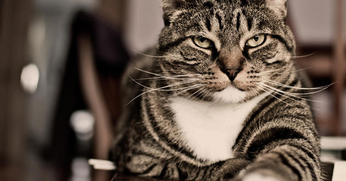 Учёные объяснили причину «надменного» взгляда кошек — Ferra.ru