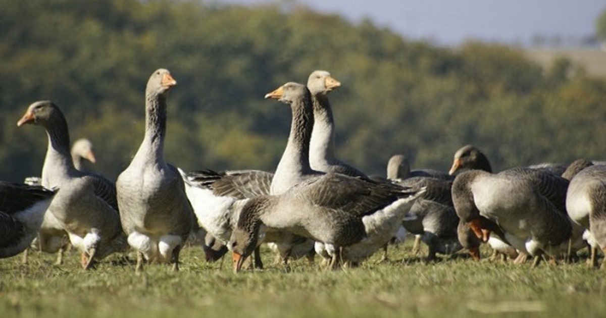 a3136ed22954ca0cfd62b40714f2fac05bd4fb1c