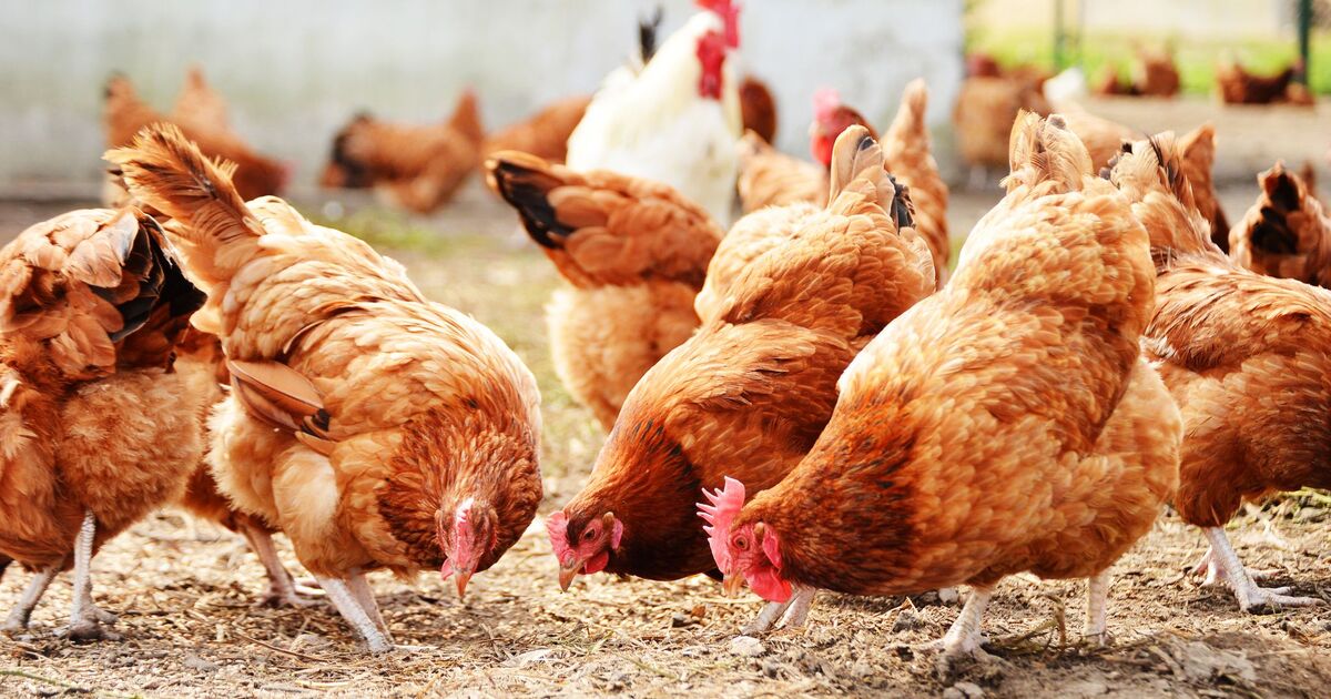 668e98f47ce782f8e93c6cbe5b3196e94b340361