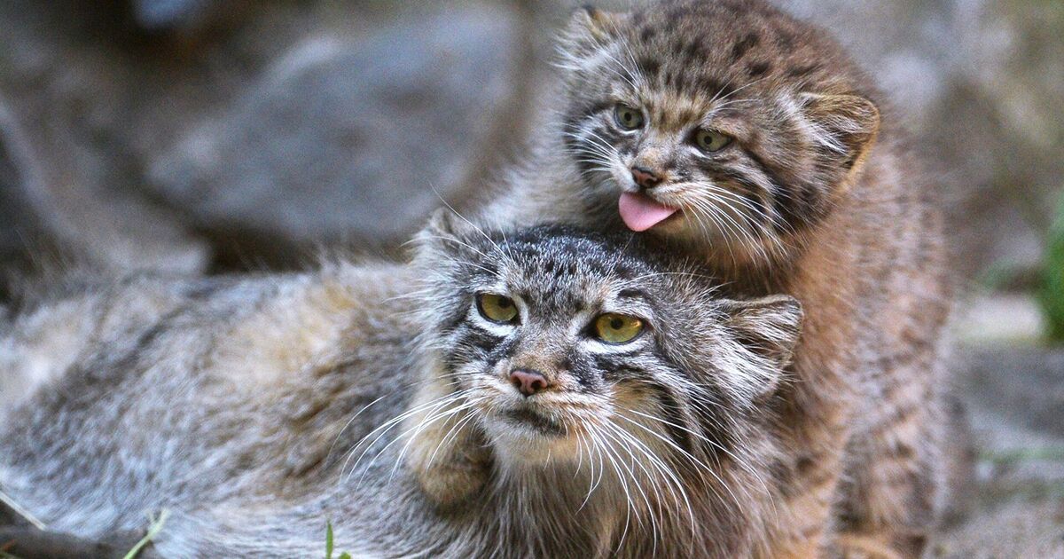 07db755f22cc5645dee4f689ed987cb70b705930