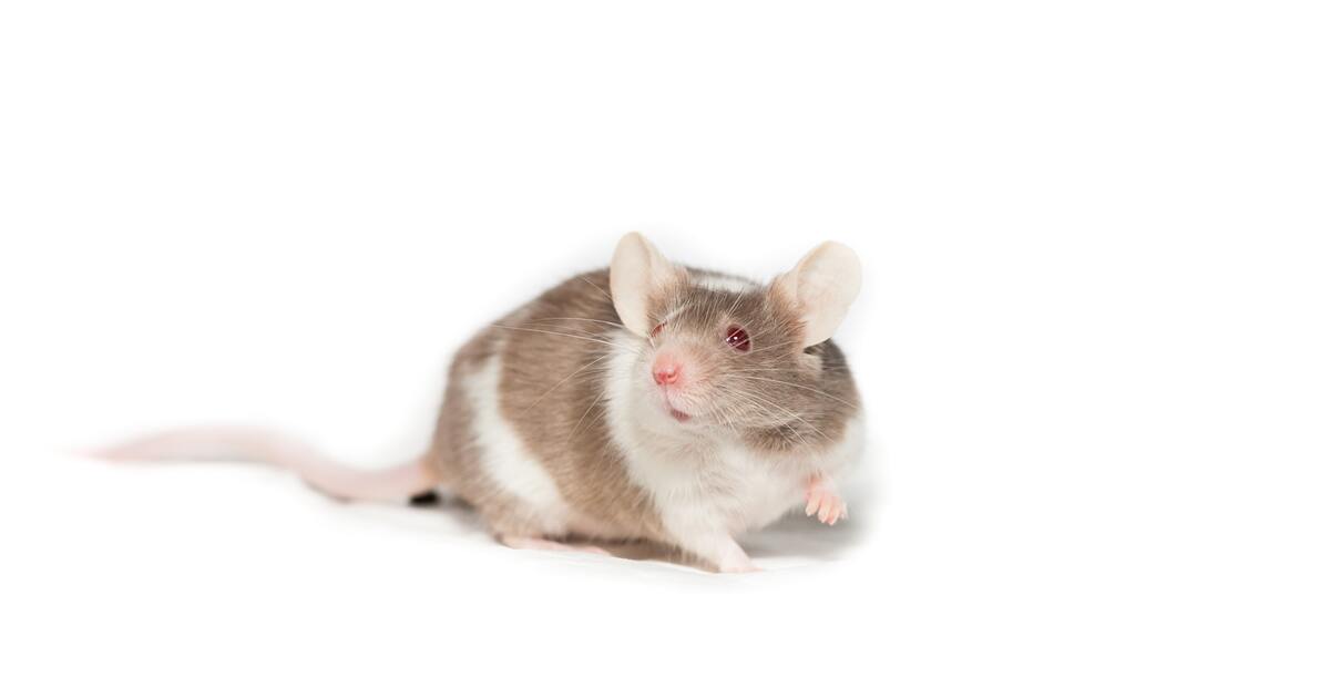 e5c0742d1884d32170c22ffeca415909de187c0f