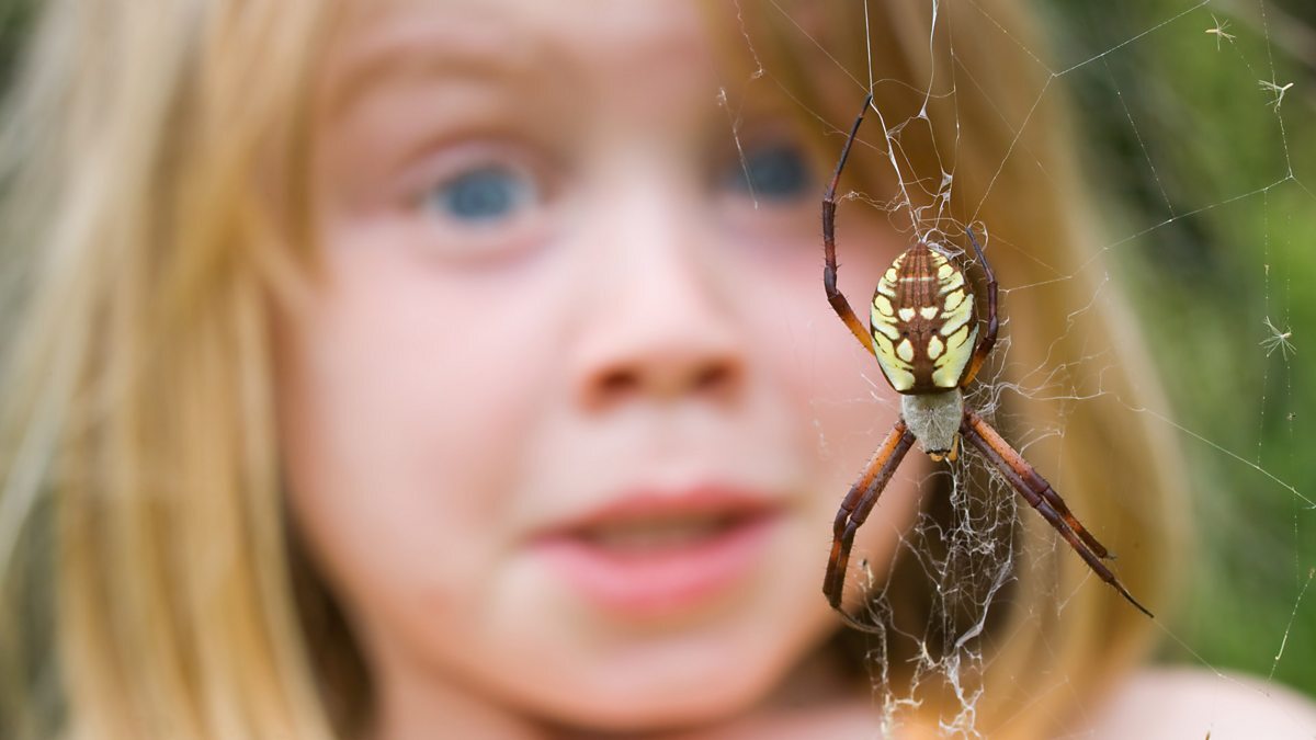 Учёные объяснили, откуда у человека берётся боязнь пауков