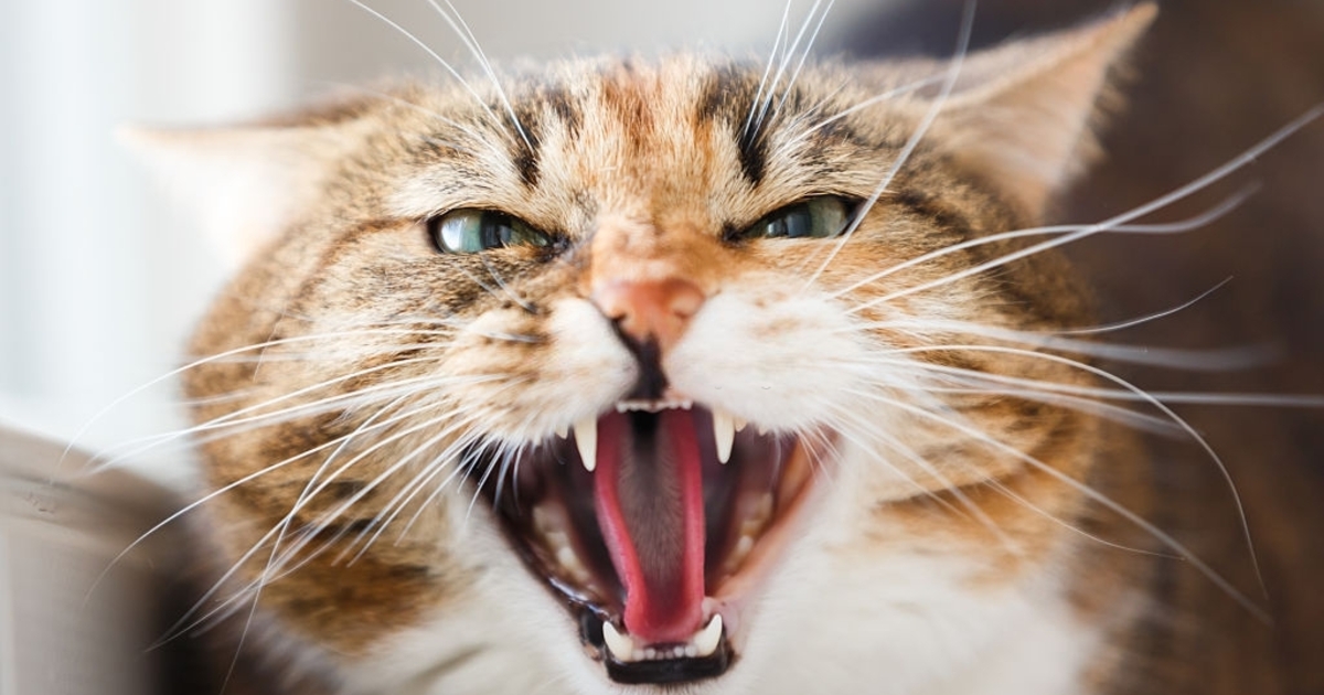 3fd604edab84e9d29e1a5b36f745e40daabf0f99