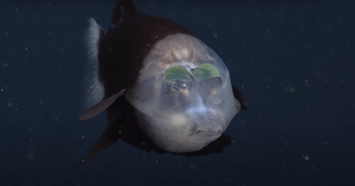 e9bb0f2c1bb53e59f8960d84b9985ff99d9e121f