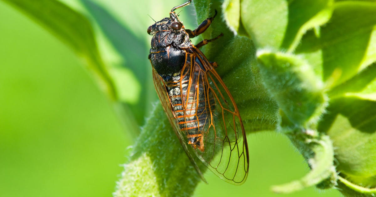 Какой паразит делает насекомых одержимыми сексом