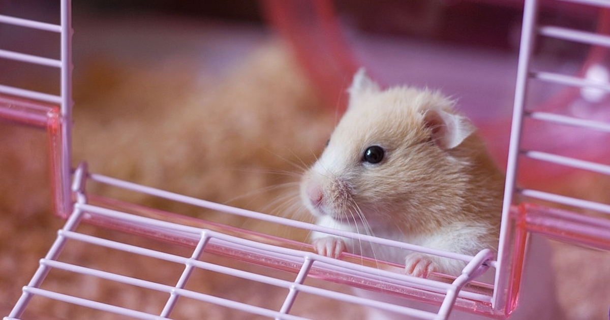 eac2a80a4b7ebbd4a8d0bdb8a6cd2a6ee2fae00e