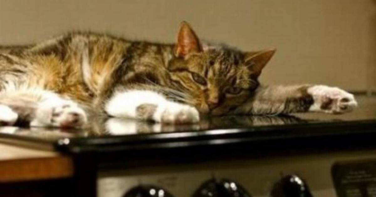 005180224d4c6eead94afbb39a266e1fe8b84b09