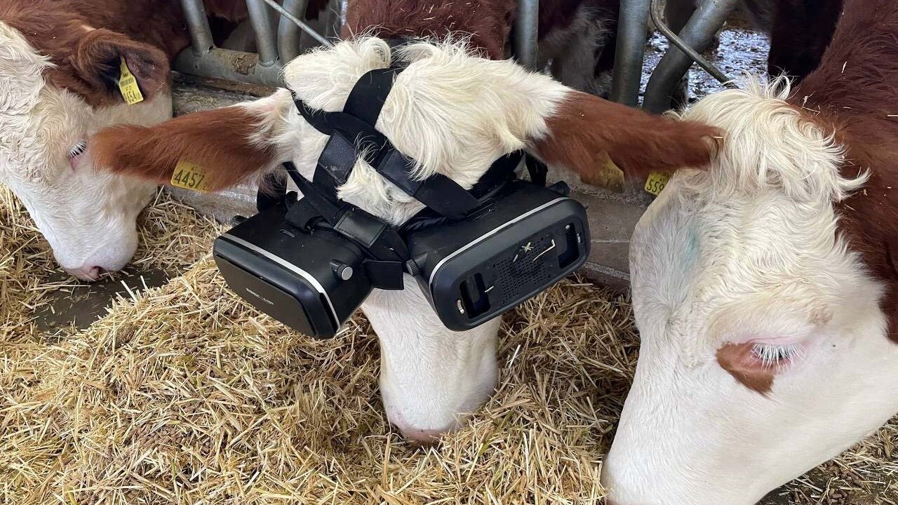 Коровы начали носить очки виртуальной реальности и стали давать больше молока