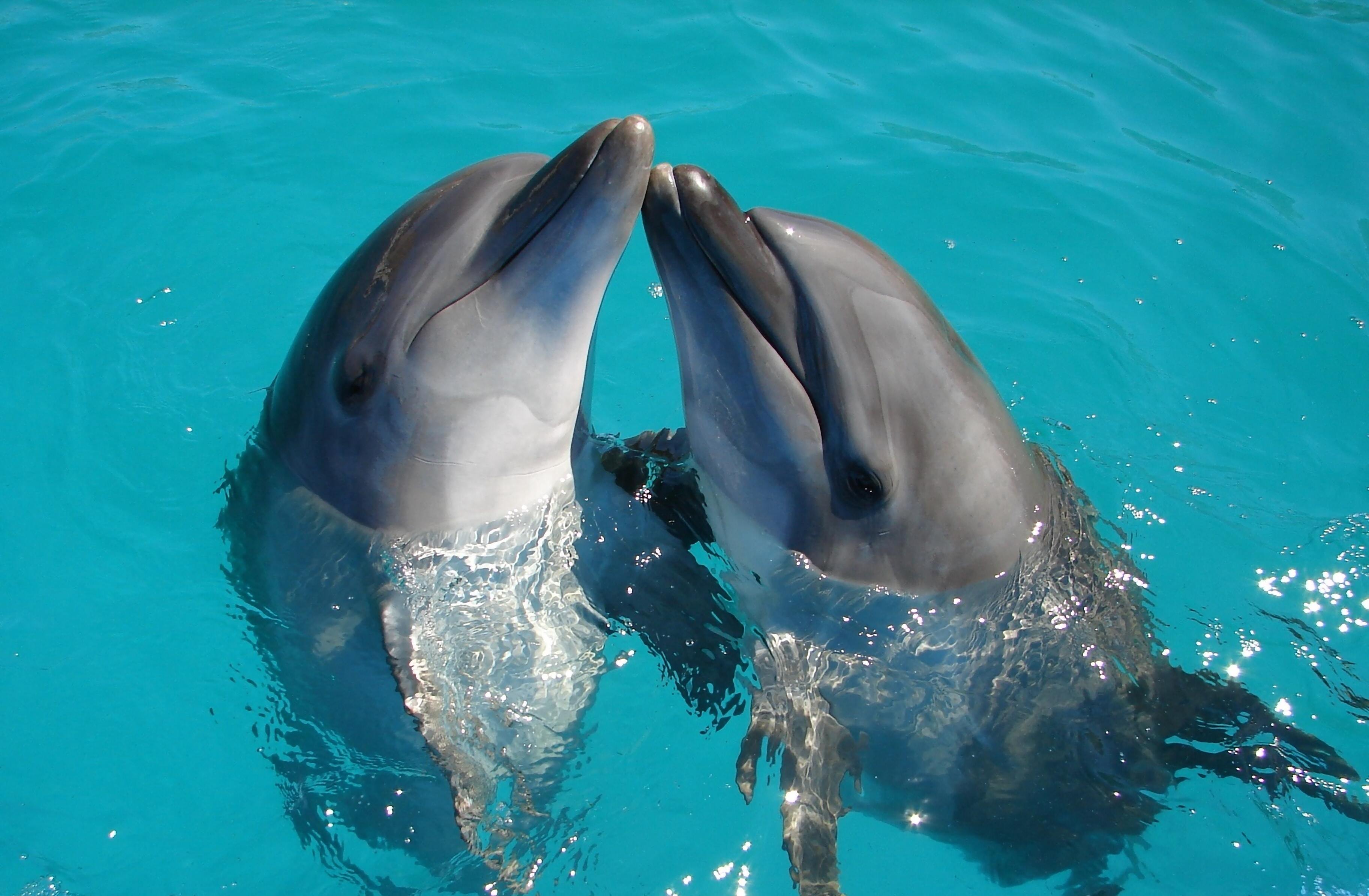 Между самками дельфинов и женщинами нашли общее