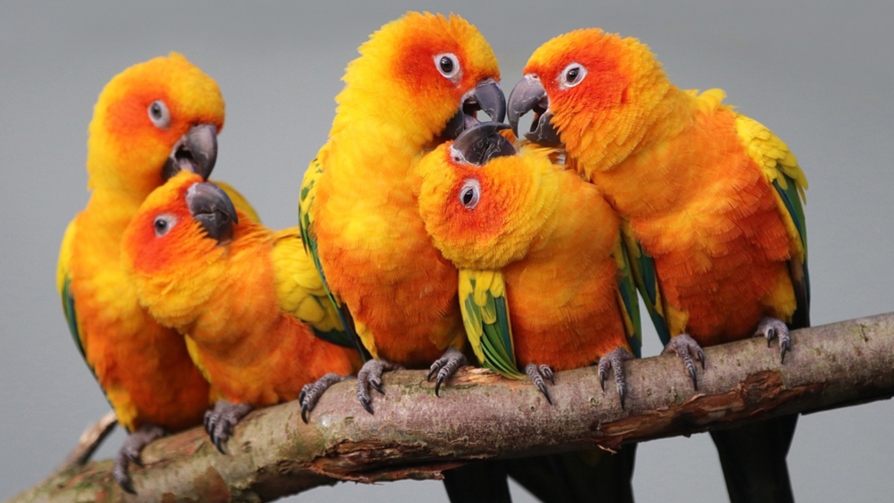 ded57c15de4ad842dfa3d00be532798f45e2d2b4