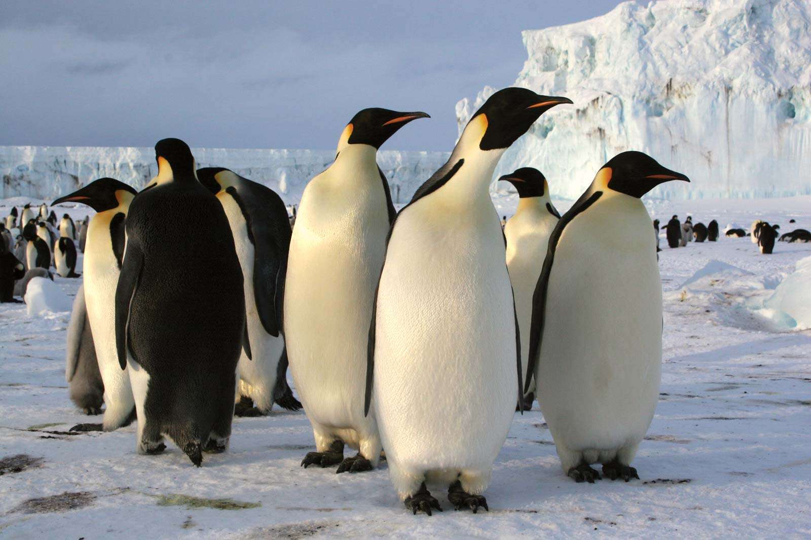 Почему у пингвинов костей в два раза меньше, чем у человека