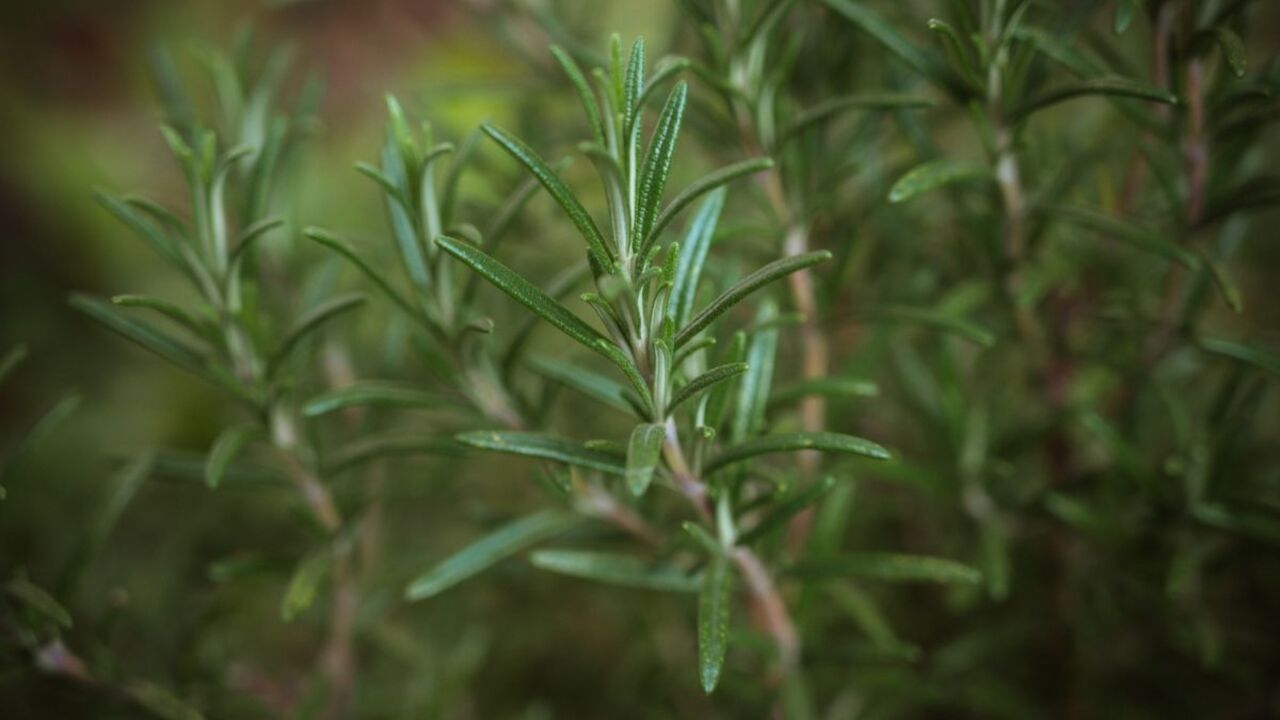 be542e2b65574c1e23133b426668bb7c2fde72cc