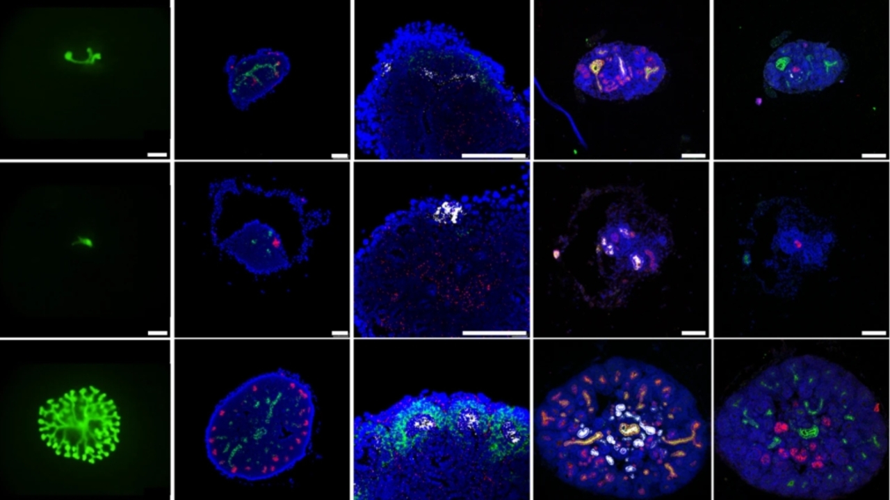 c19f71724ee23d5eeba31642e54cc4b5e12fa04b