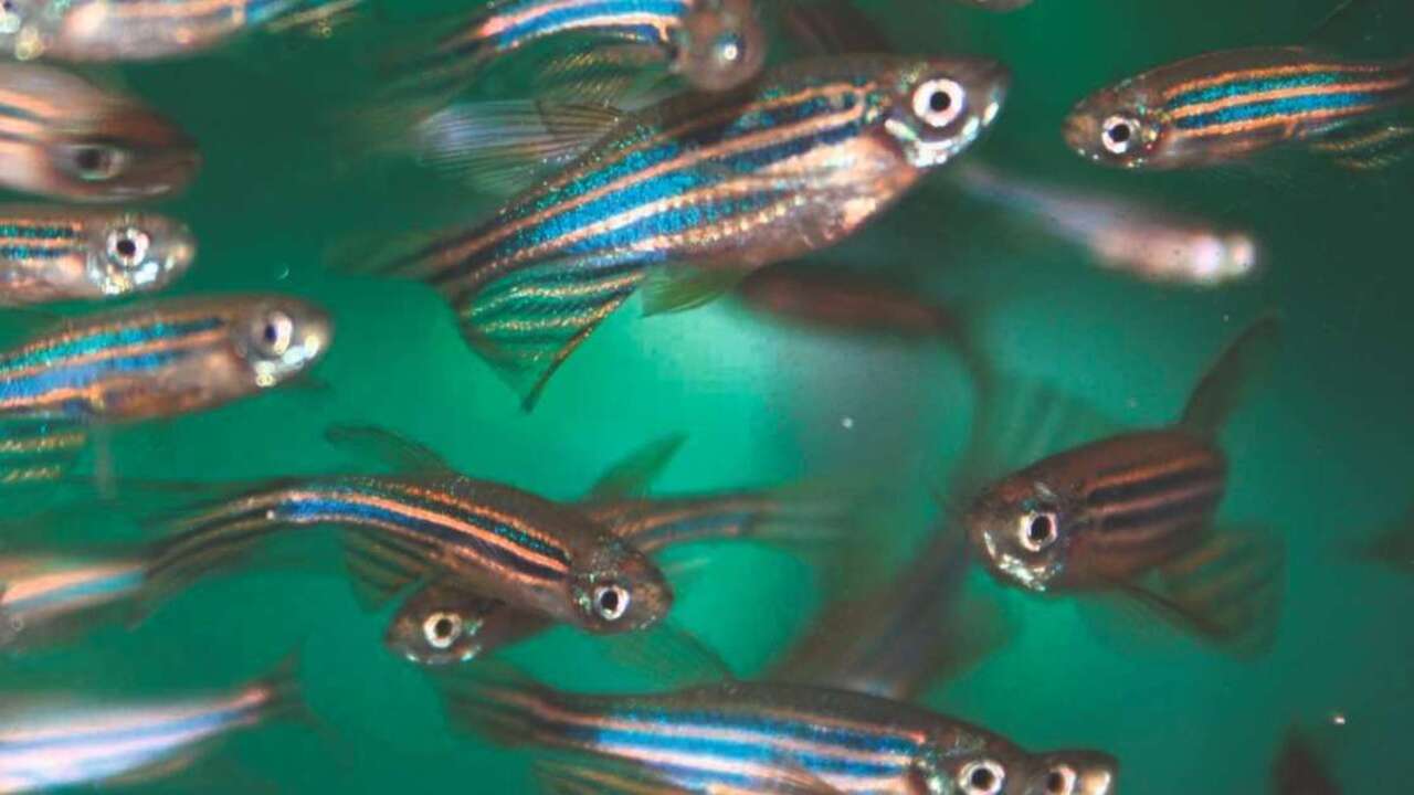 704c31884c714f05a3a3c81274554ffb44452ac6