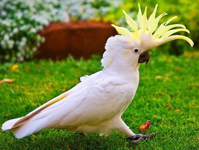Интеллект попугаев какаду сравним с интеллектом 8-летнего человека