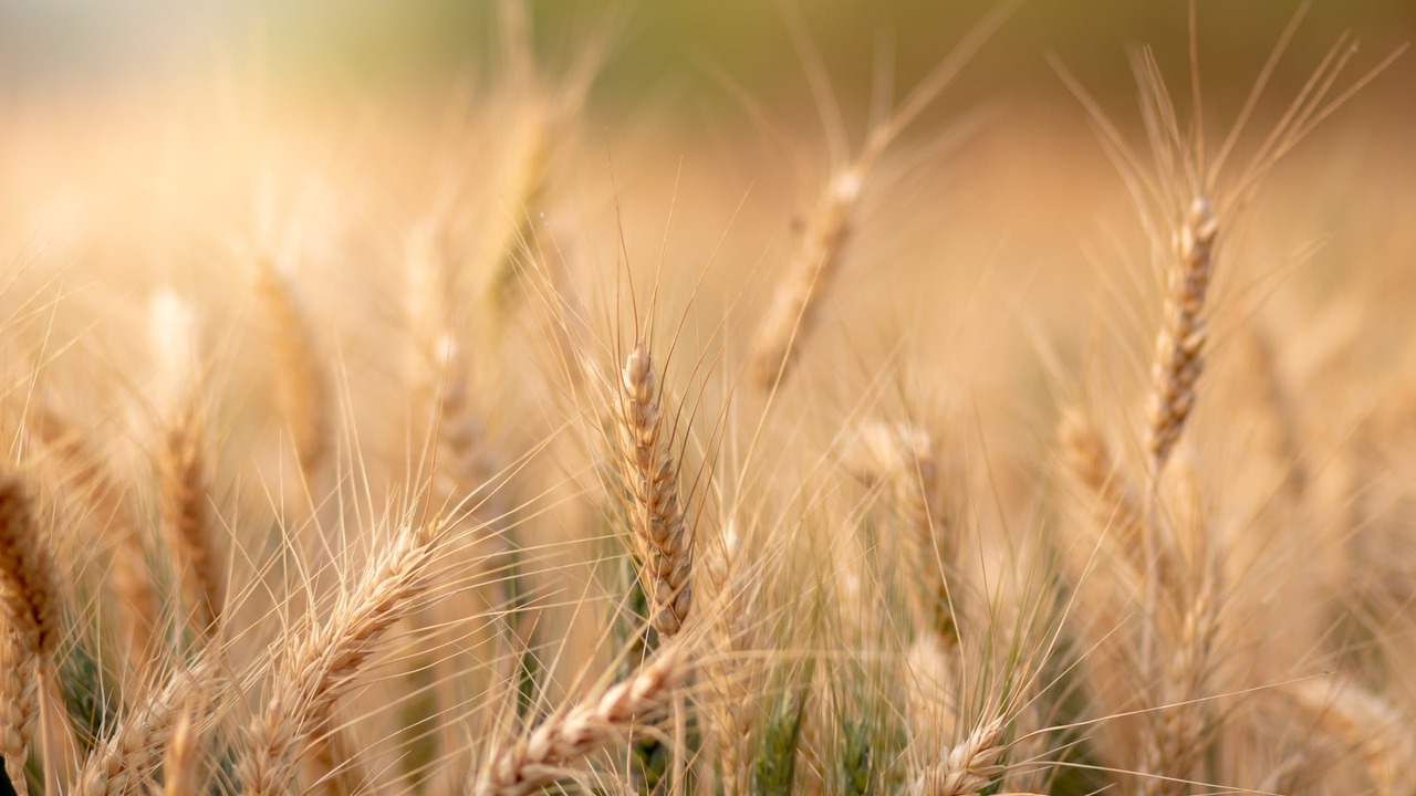 В Китае создадут невосприимчивую к болезням растений пшеницу