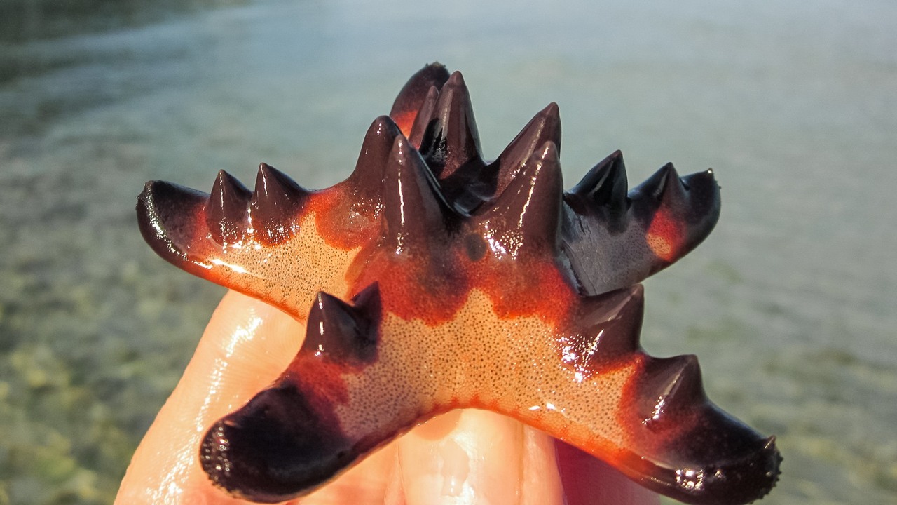 03ce8c38b37796c22b54fac7243ae544e0c8a6d3