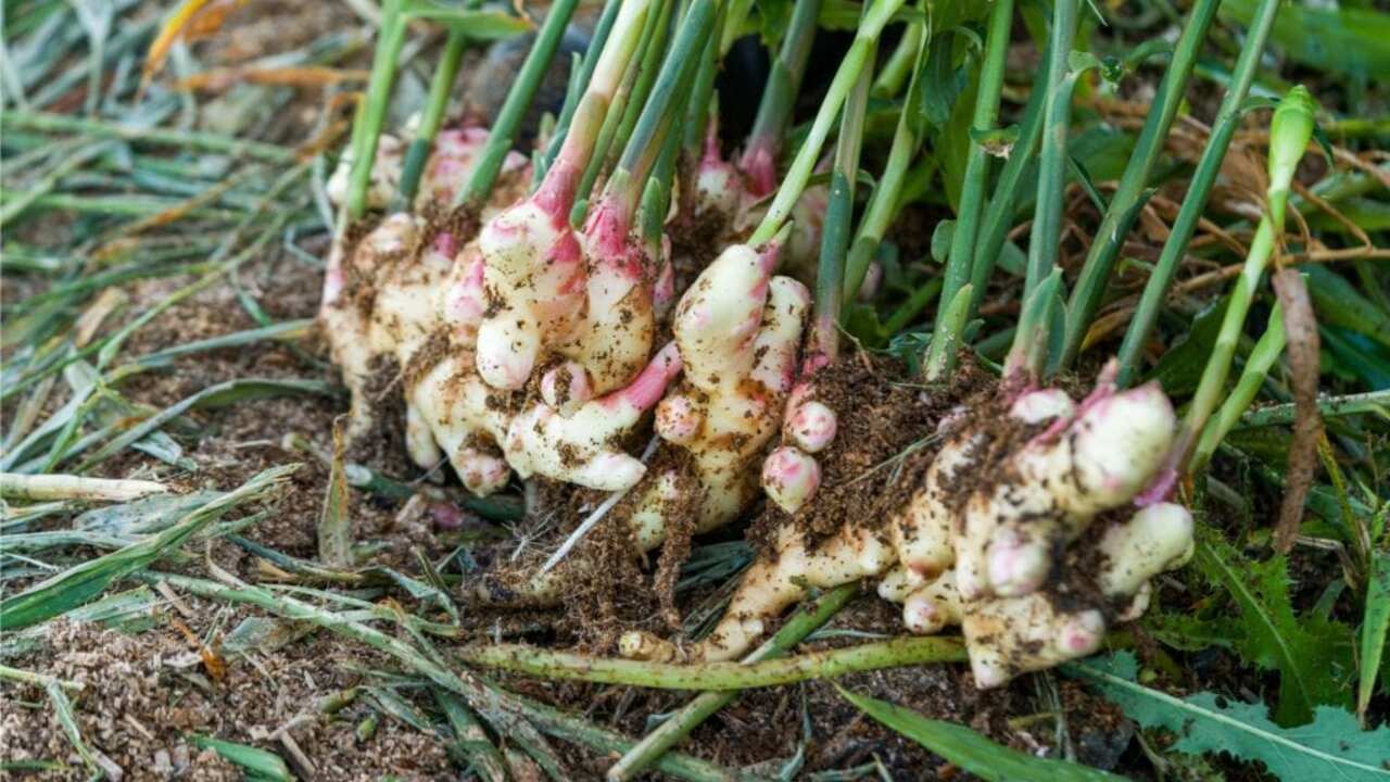 e25ec7d040e4eb02d414b7edd71ea6f1ec21f0ee