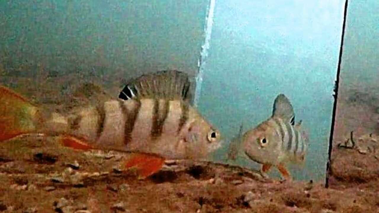 31fdfbf93054d0b8d017848b631fac411b1f1422