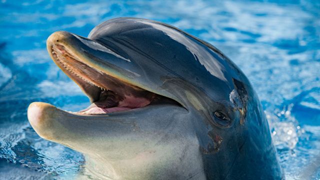 С дельфинами научились общаться. В этот раз с помощью музыки