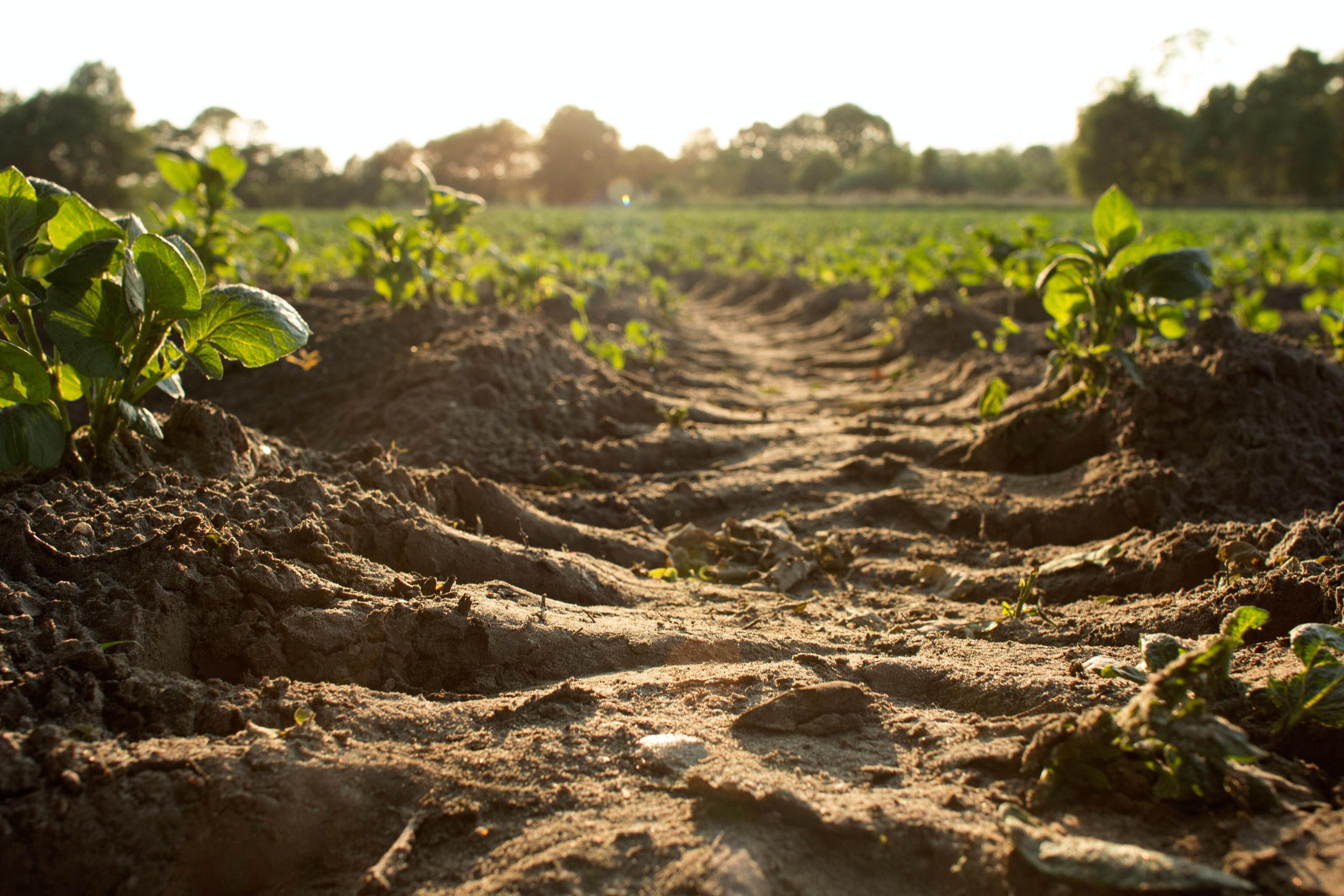 Учёные предупредили о стремительной деградации почвы в Европе