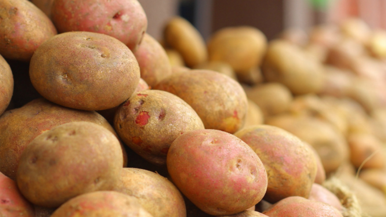 Российские учёные создали более качественную генетически отредактированную картошку