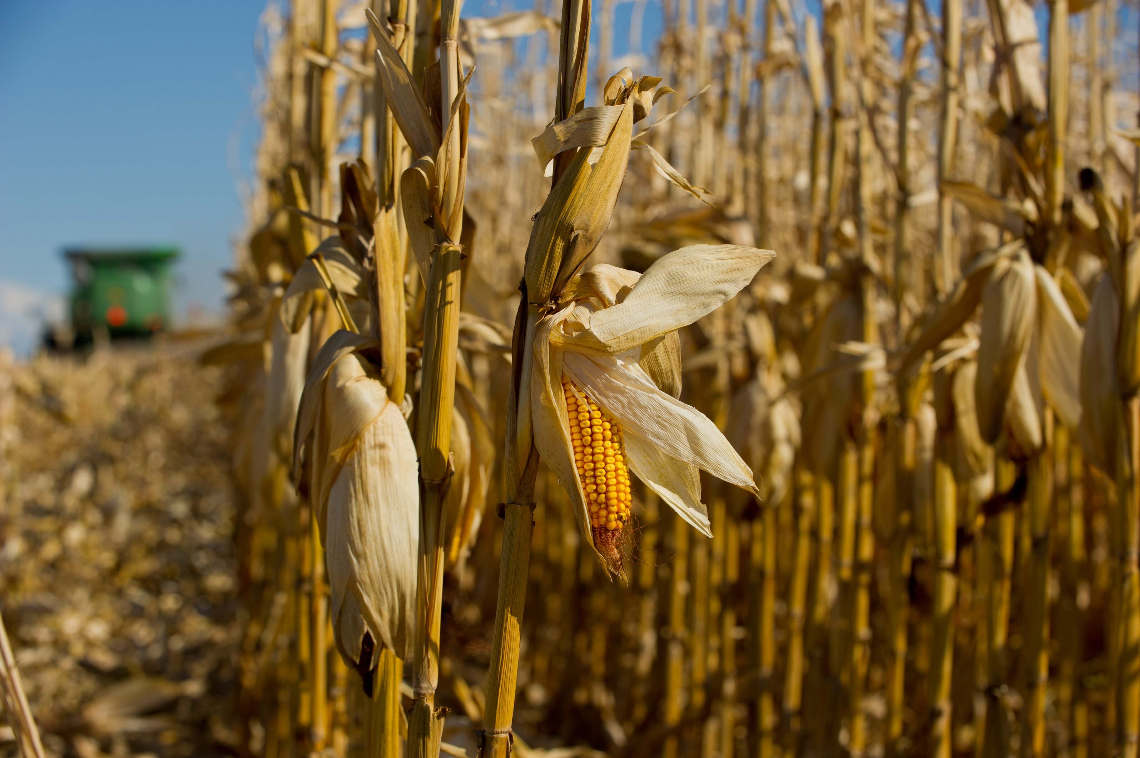 Учёные: из-за глобального потепления в будущем кукурузы станет меньше