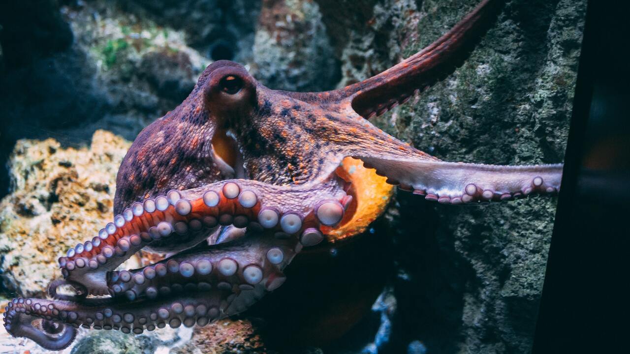 Откроется первая в мире ферма по разведению осьминогов