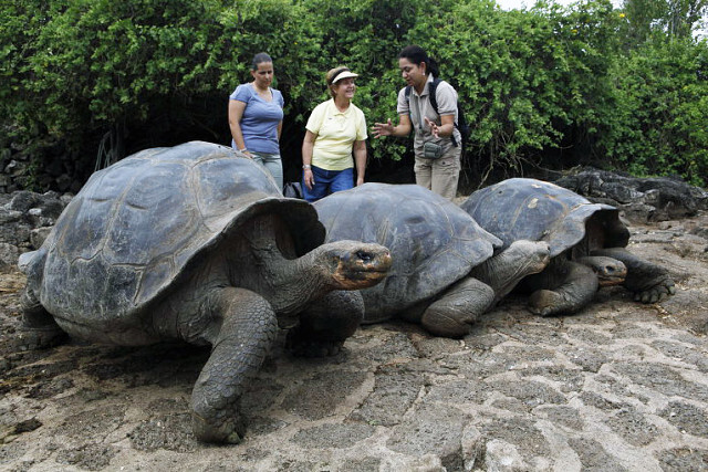 Гигантских черепах с Галапагоса на протяжении 100 лет путали с другим видом