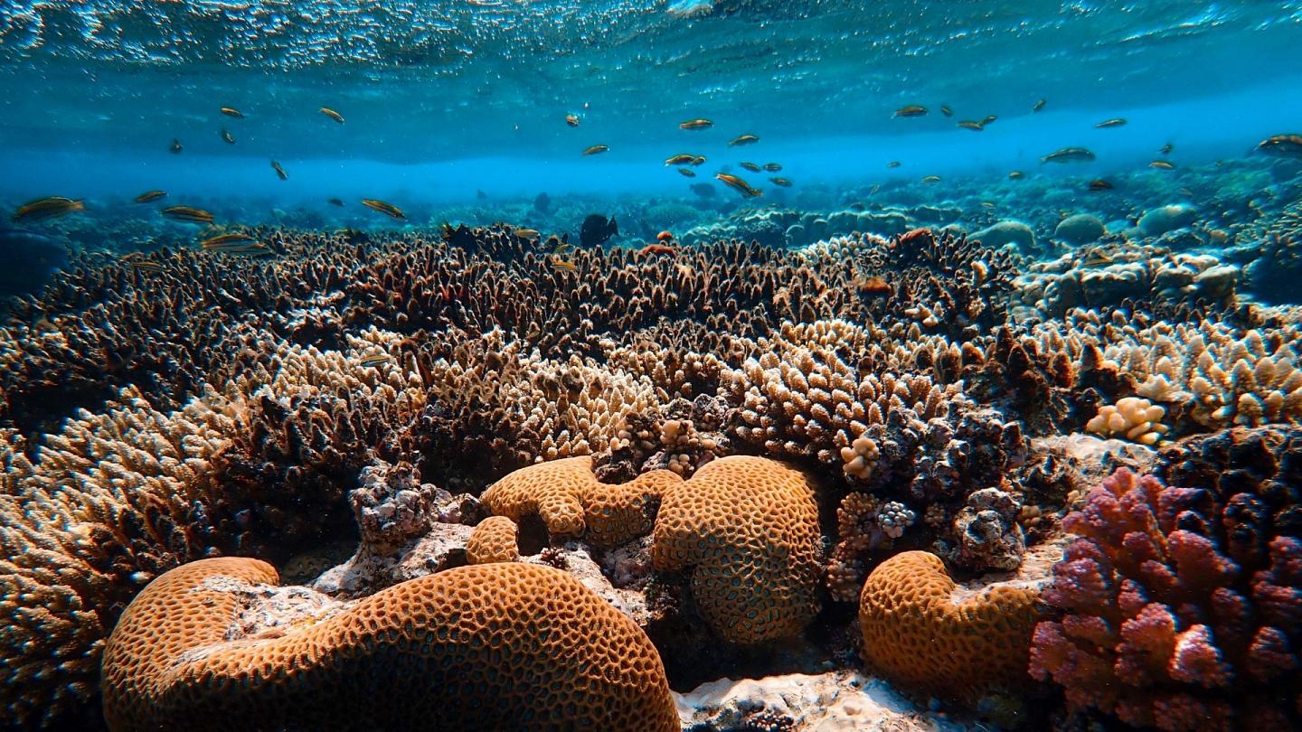 Правда ли, что солнцезащитный крем, растворённый в морской воде, вредит кораллам