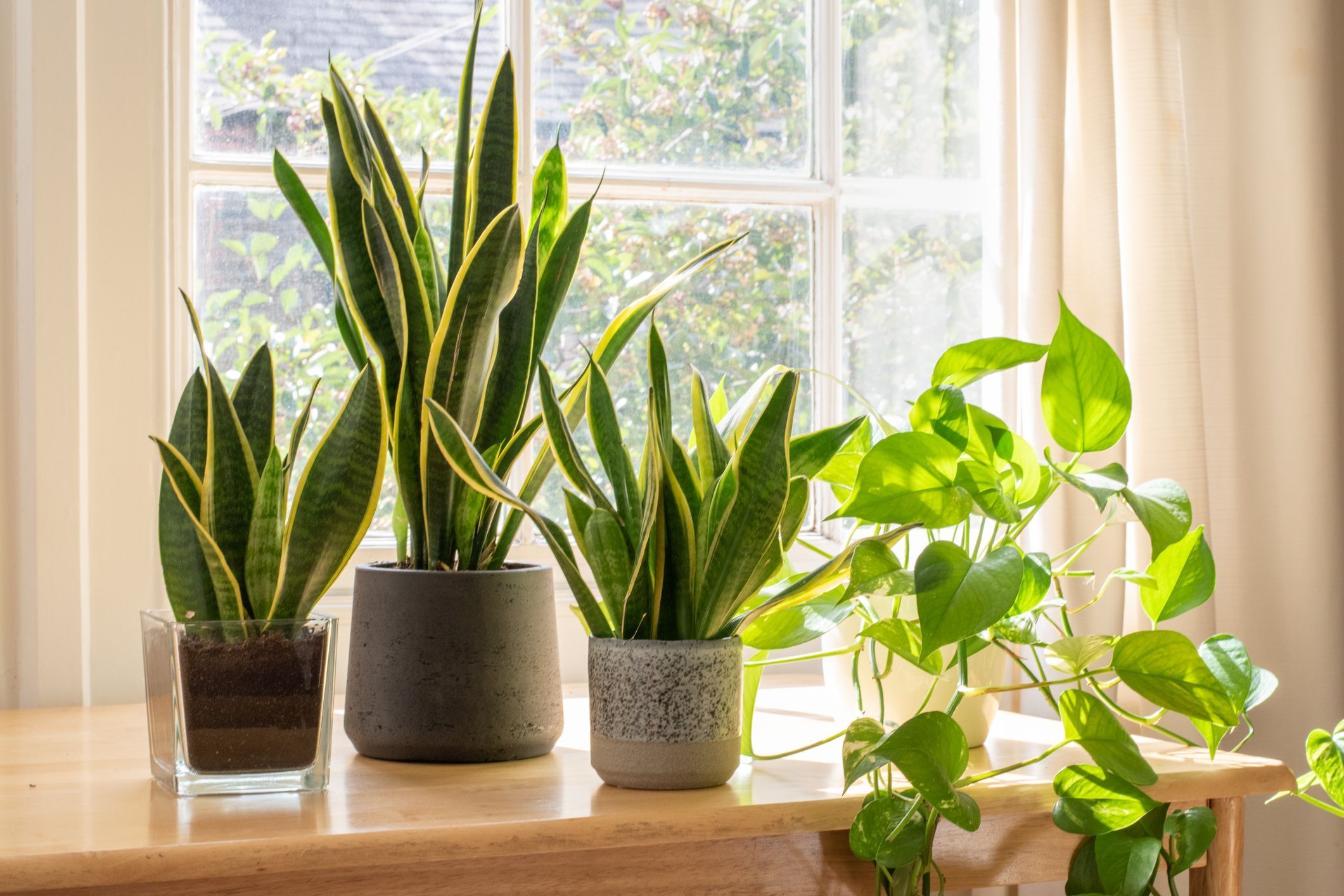Почему в каждом доме должно быть хотя бы два растения