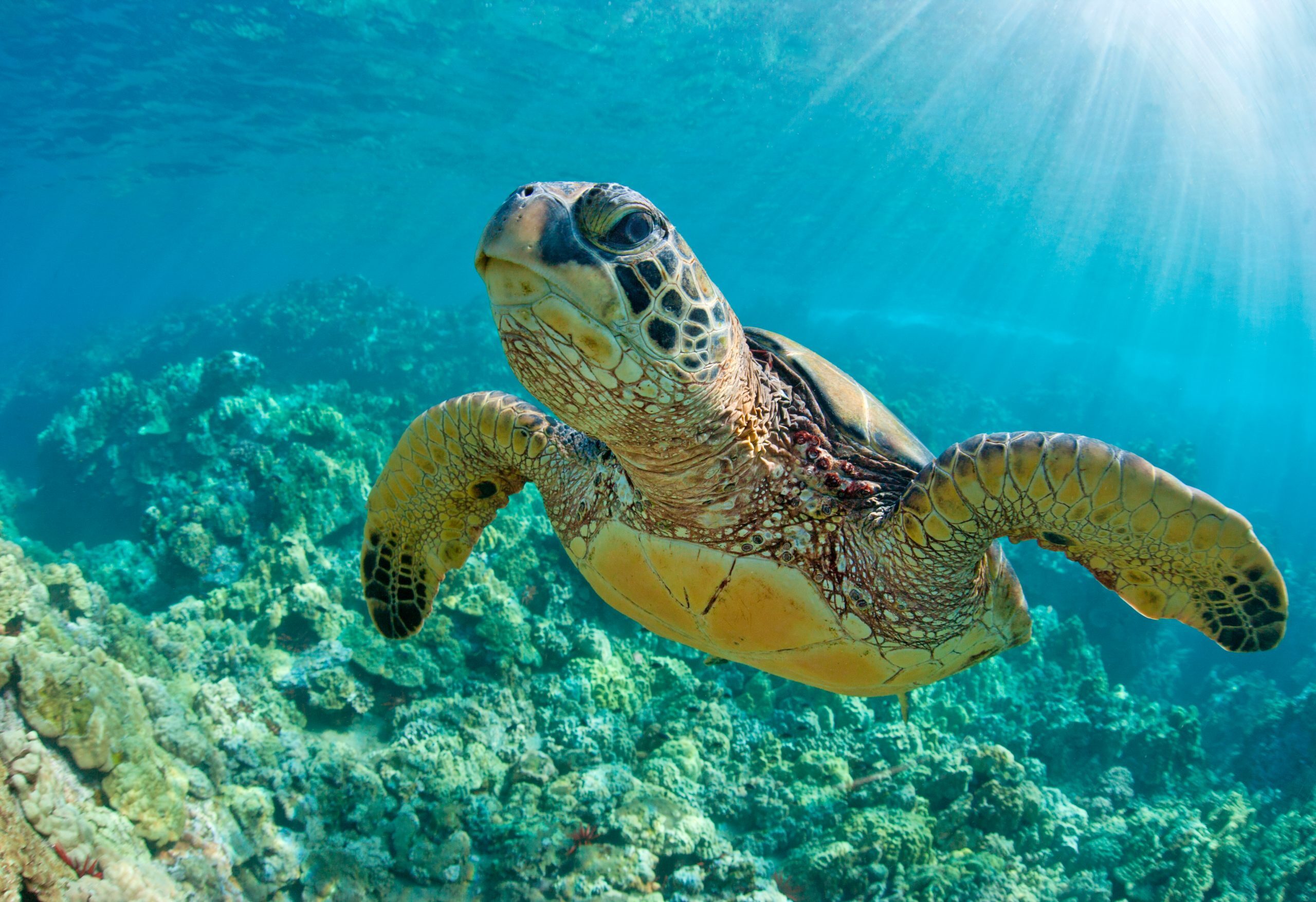 Как солнечный свет лечит морских черепах