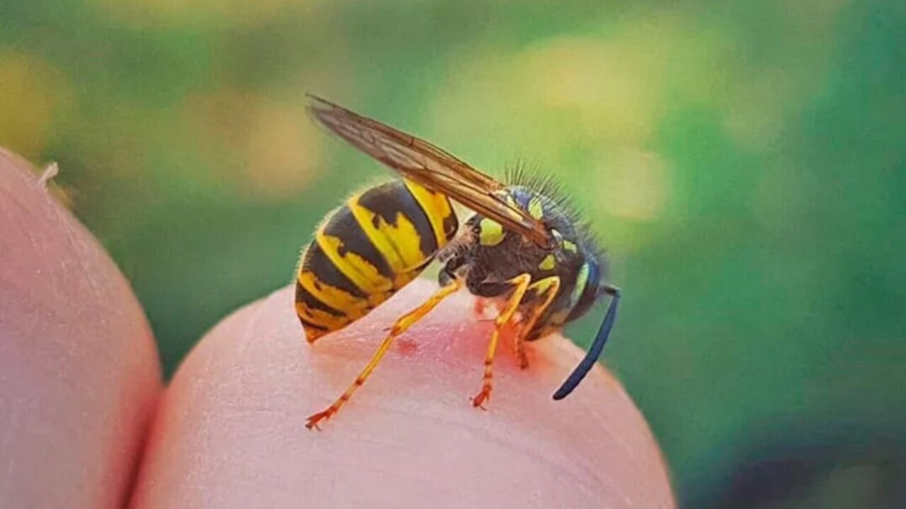 Укус пчелы человека. Шмель Оса Шершень. Шмель пчела Оса Шершень укусы. Шмели Шершень пчела Ома. Шмелиный Рой.