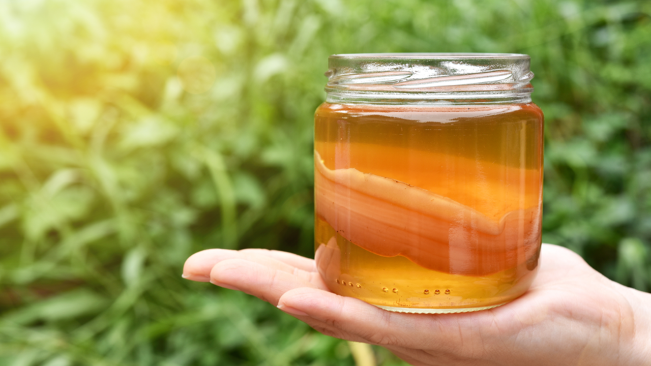 Можно ли пить чайный гриб каждый день — Ferra.ru