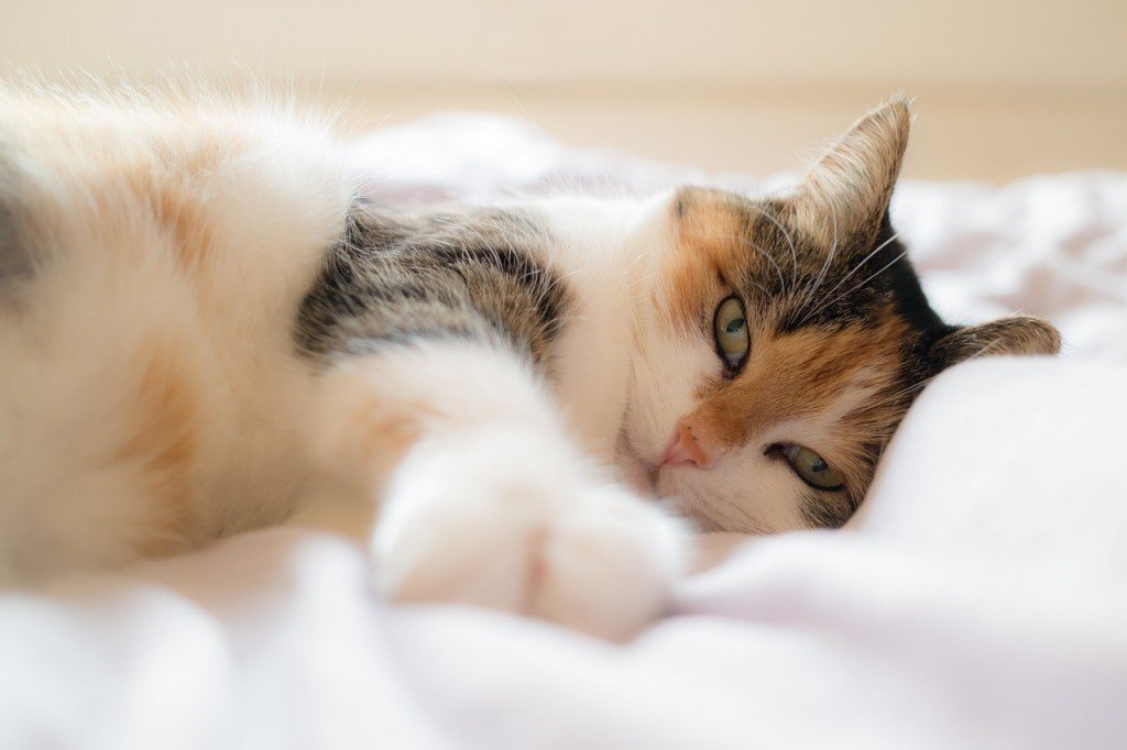 Почему ваша кошка будит вас рано утром: три причины