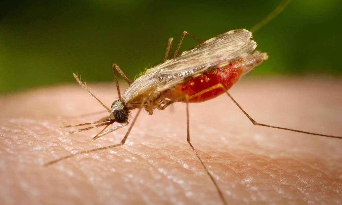 Российские учёные расшифровали геном малярийных комаров на 100%