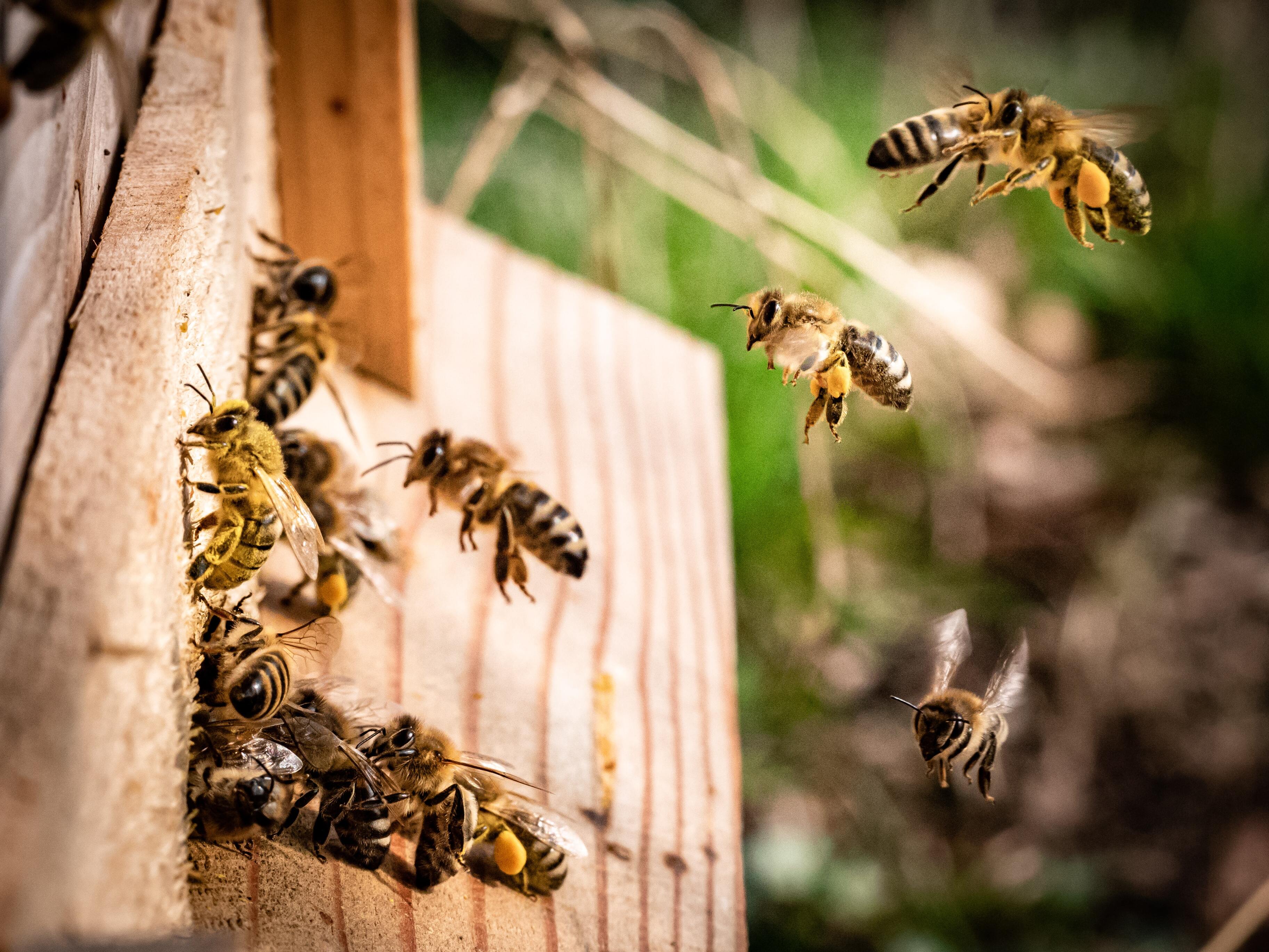 Пчёлы  единственные создания, помимо людей, которые различают чётные и нечётные числа