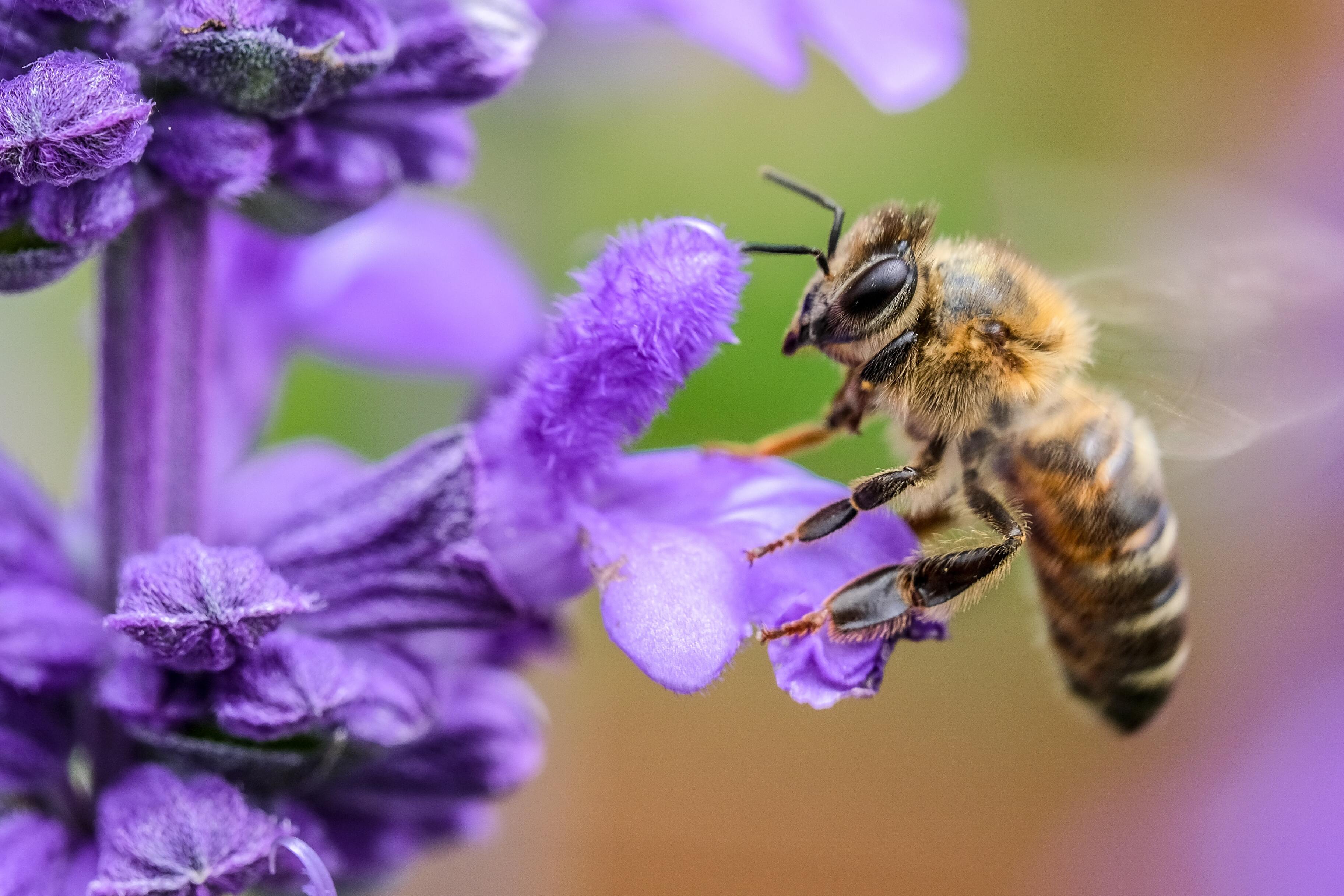 Из-за людей пчёлы перестали нормально спариваться