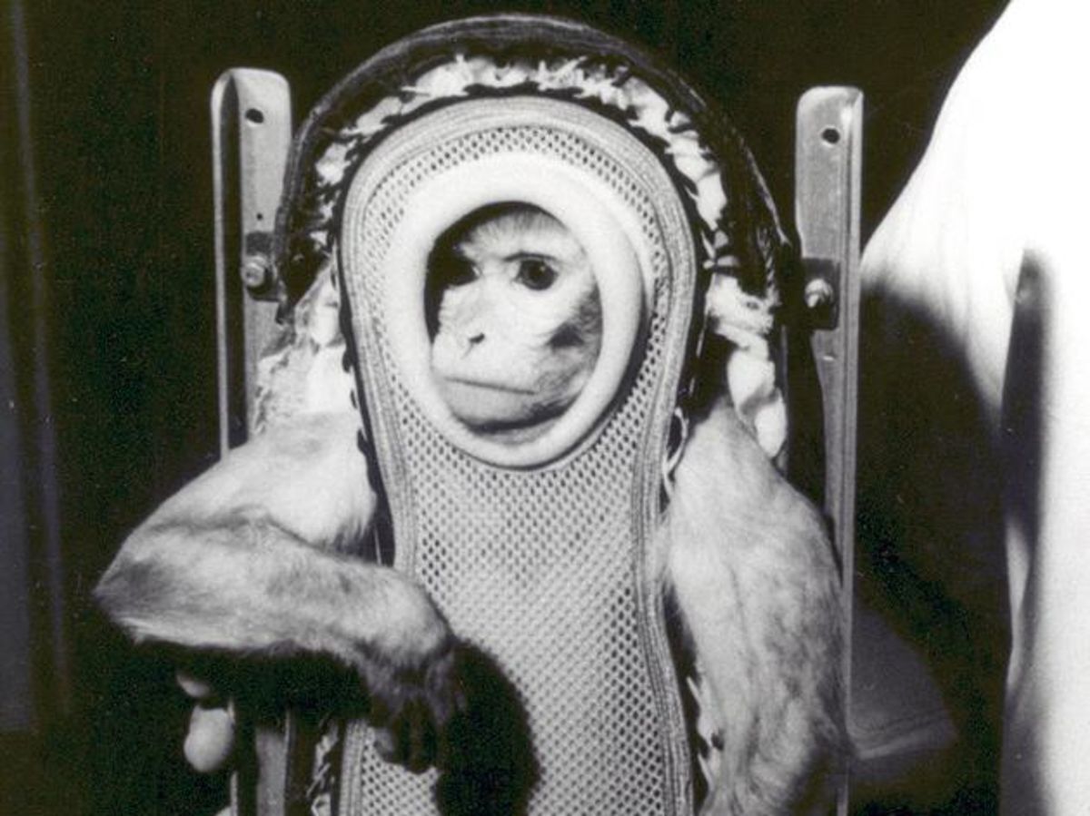 Какие обезьяны побывали в космосе