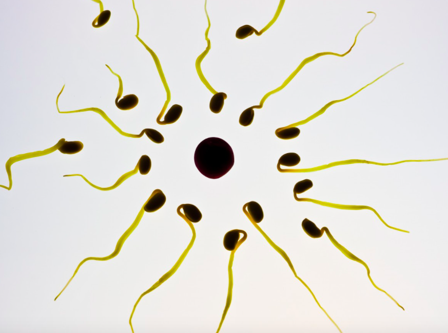 Обнаружено влияние лишнего веса на качество спермы у пожилых мужчин
