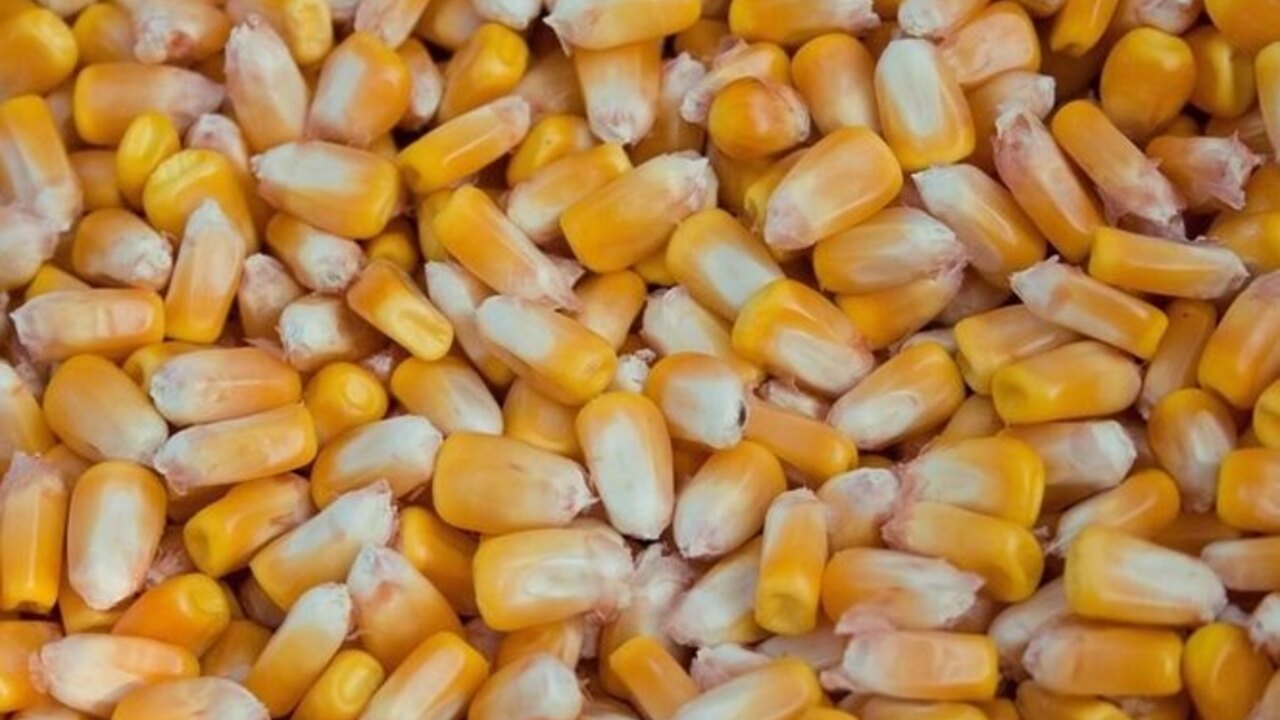 Семена кукурузы кормовой. Кукуруза фуражная. Поставка для кукуруз. Тонна кукурузы. Где продается кукуруза.