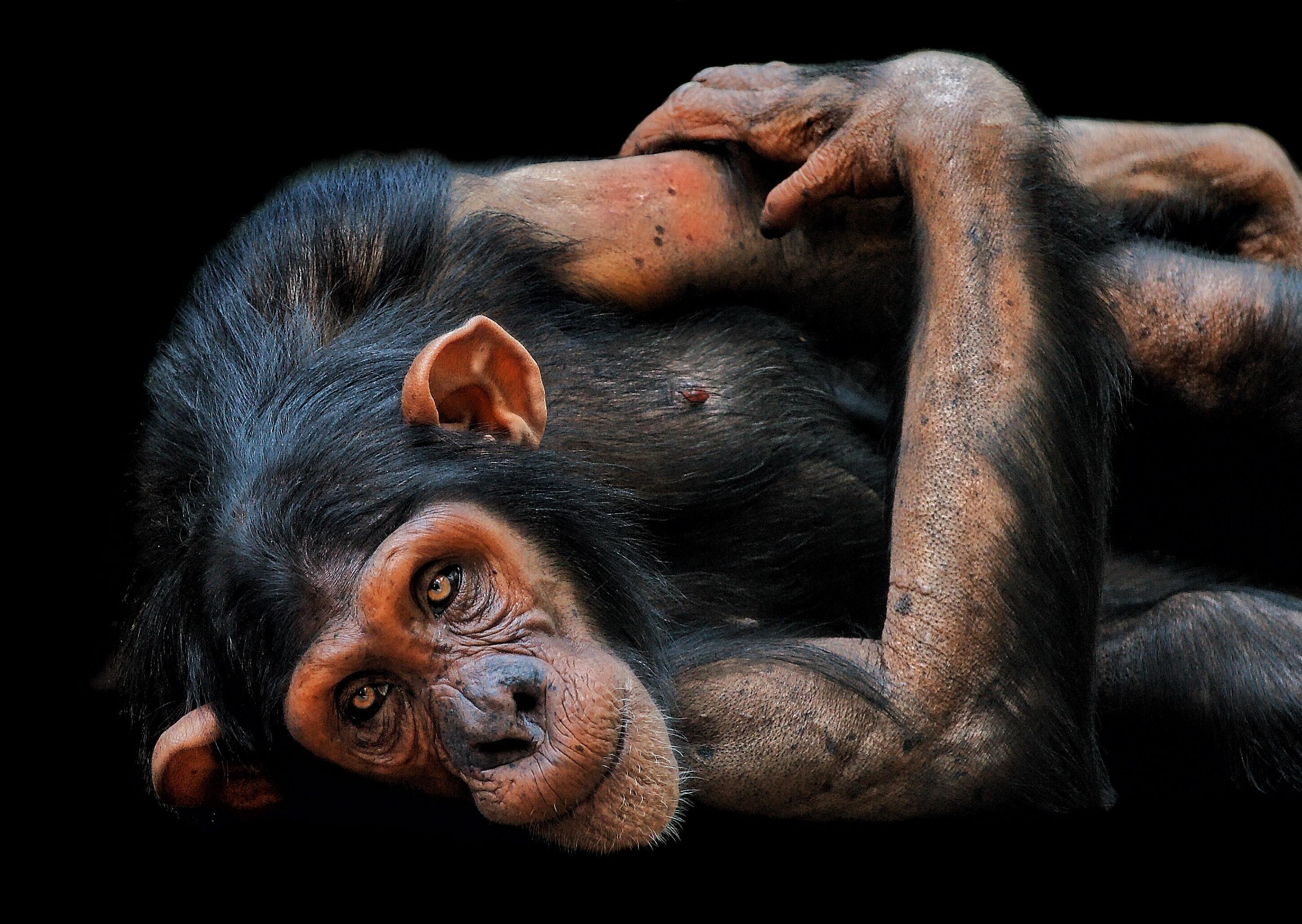 Учёные обнаружили сходство в сексуальном поведении между людьми и шимпанзе