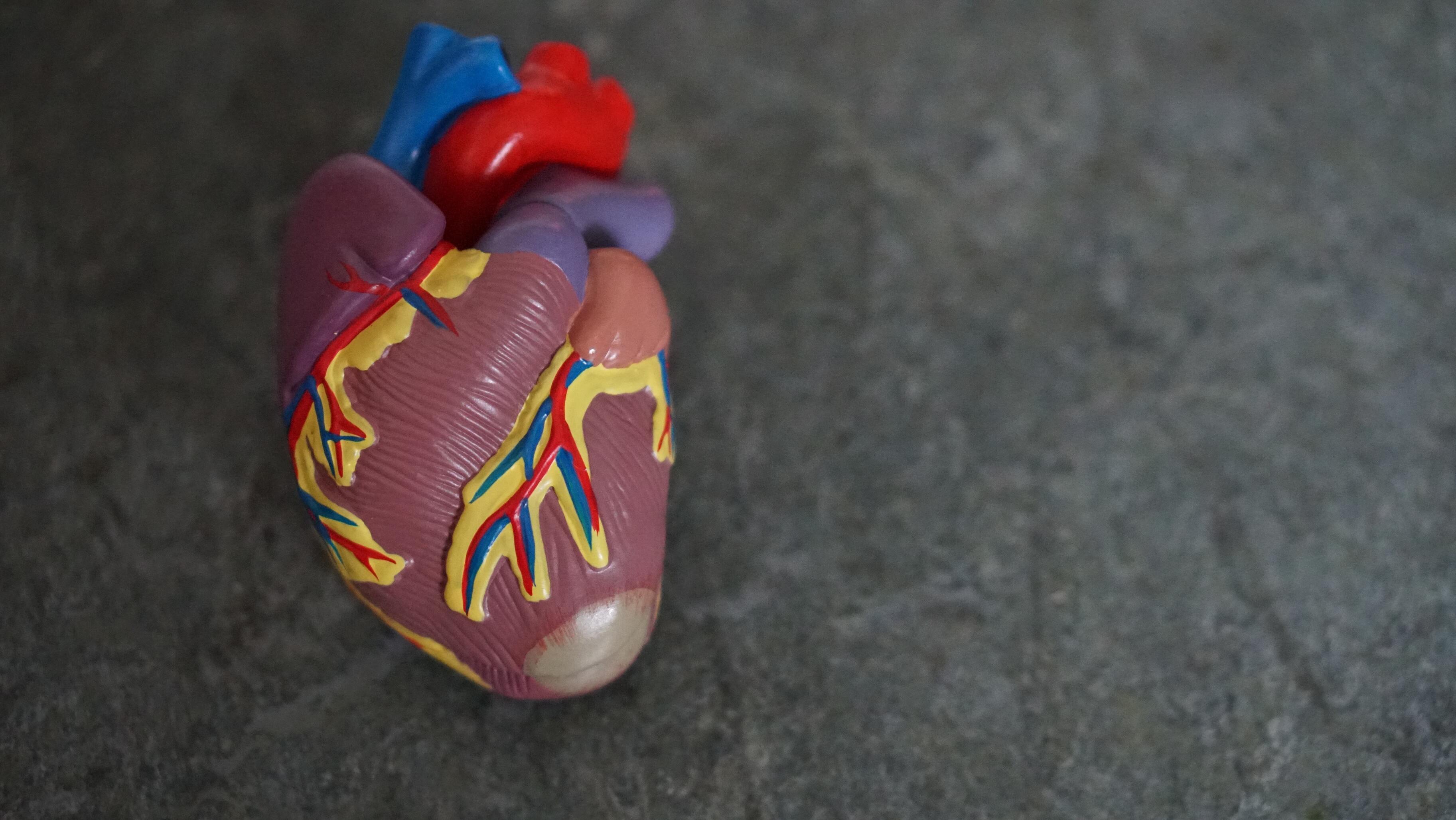 Учёные выяснили, что помогает сердцу самовосстанавливаться