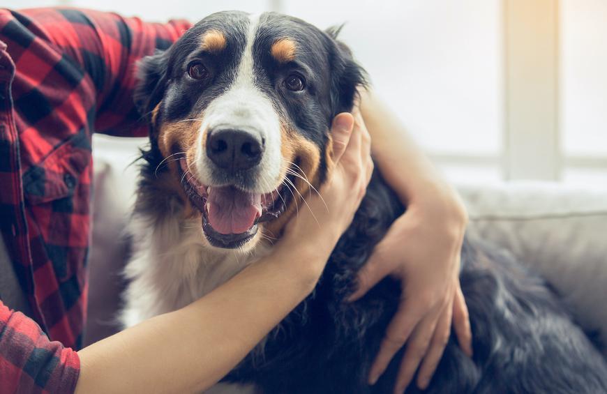 Как понять, действительно ли ваша собака вас любит