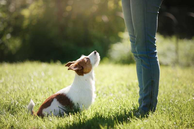 Учёные развеяли пять мифов о дрессировке собак
