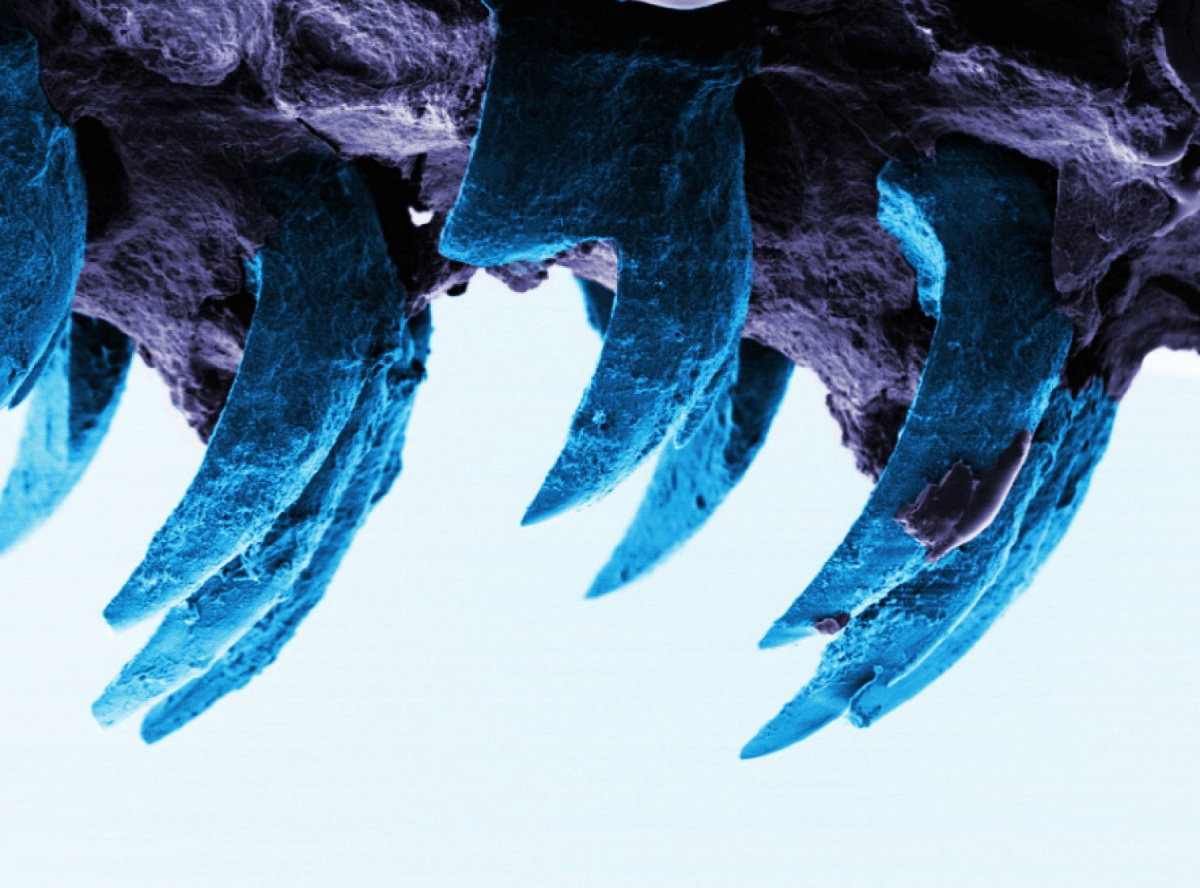Зубы моллюсков вдохновили на создание замены прочному кевлару